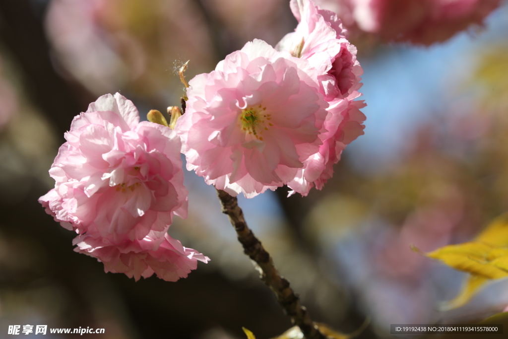 樱花