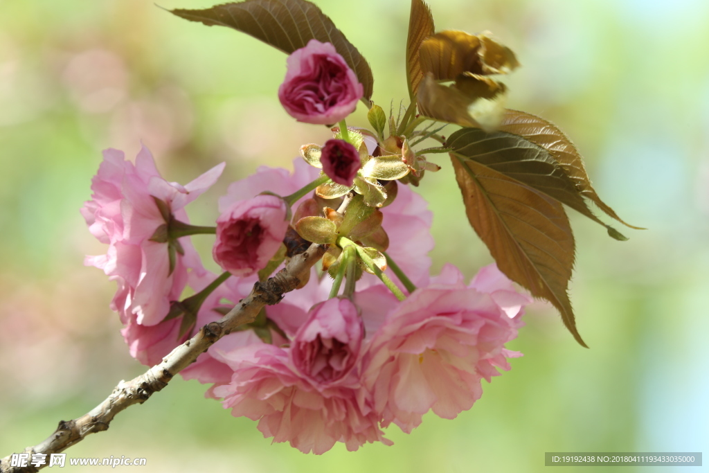 樱花