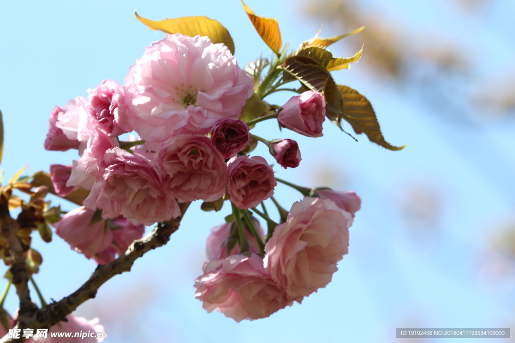 樱花