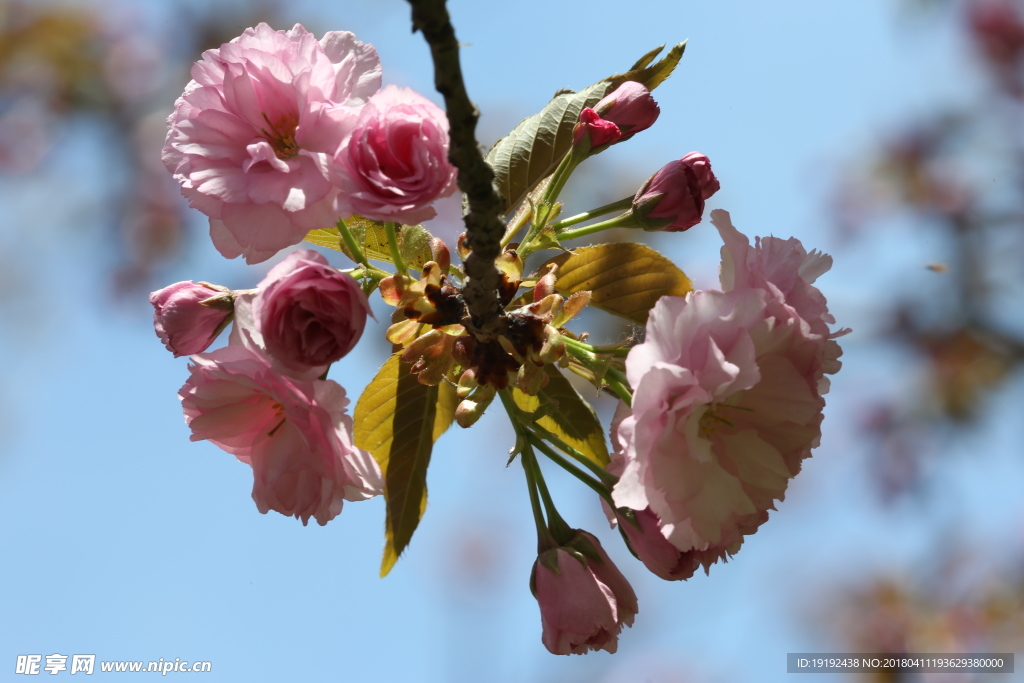 樱花