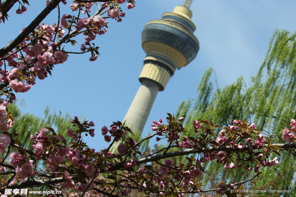 樱花