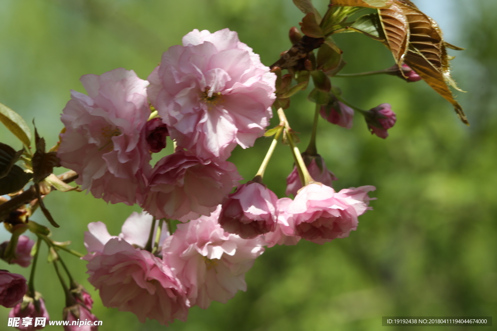 樱花