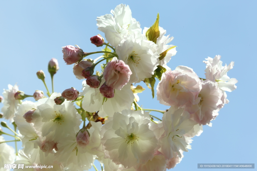 樱花