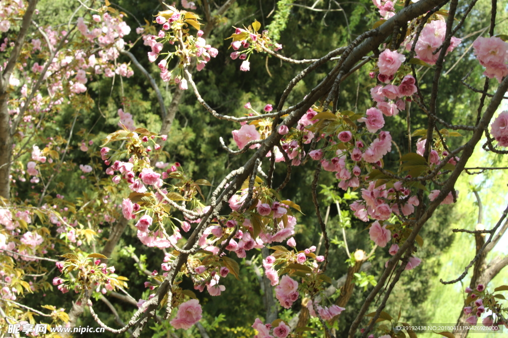 樱花