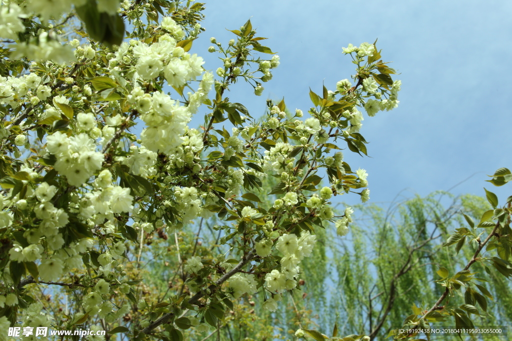樱花