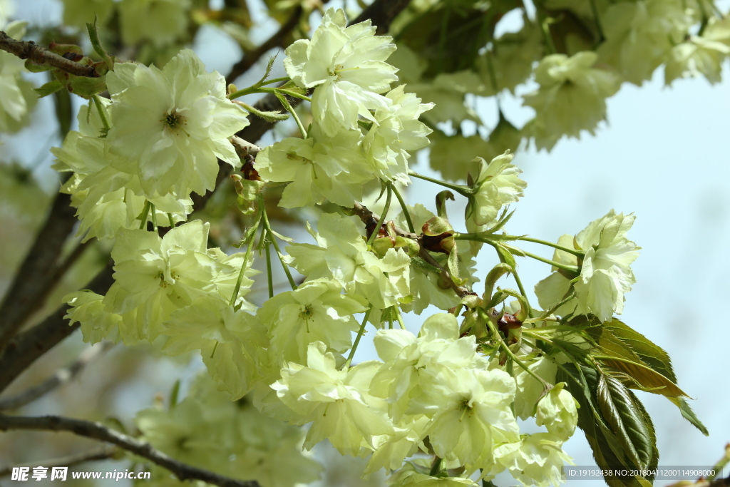 樱花