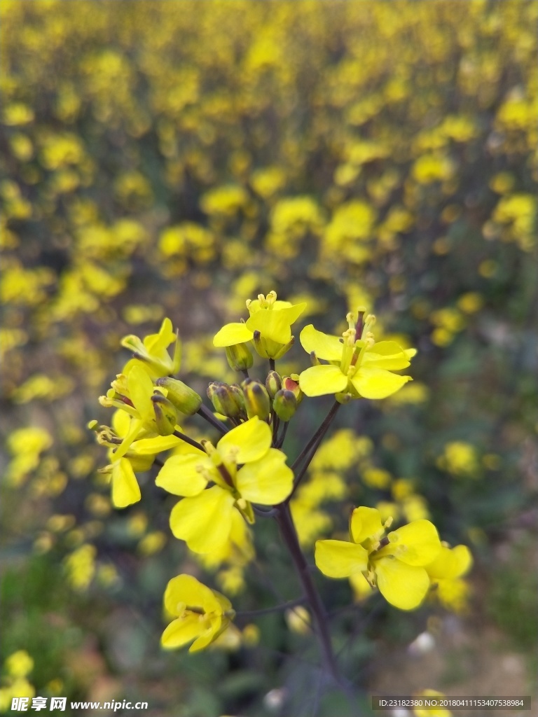 农场油菜花