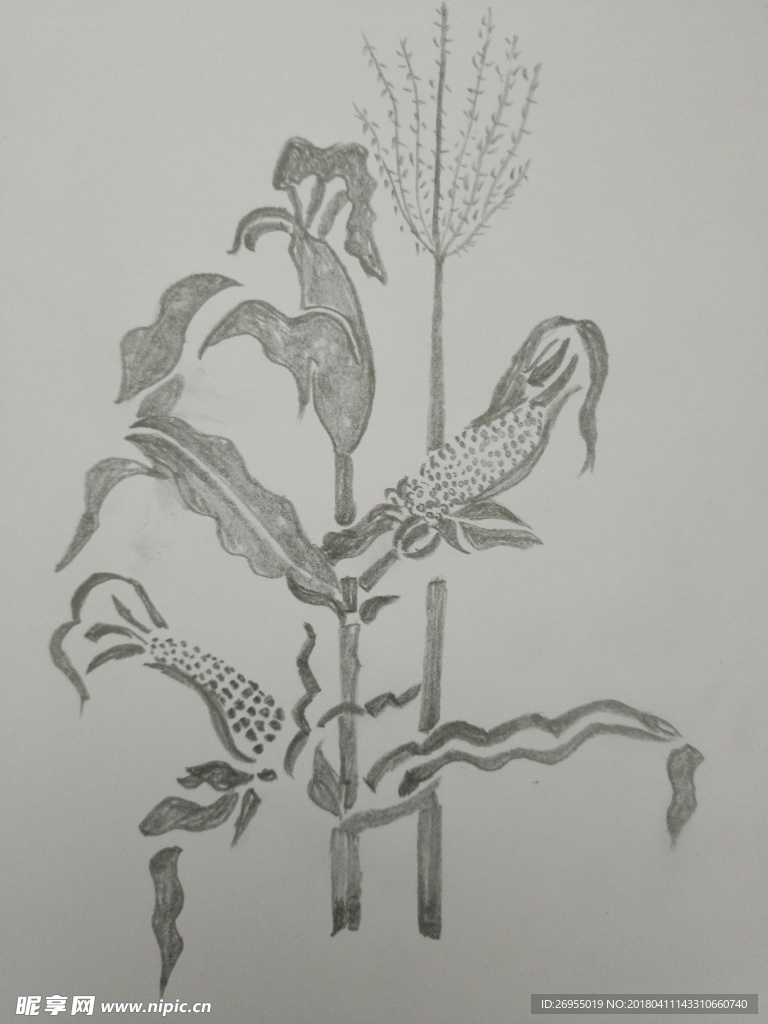 素描玉米树