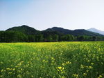 油菜