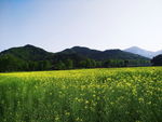 油菜