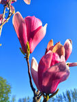 玉兰花