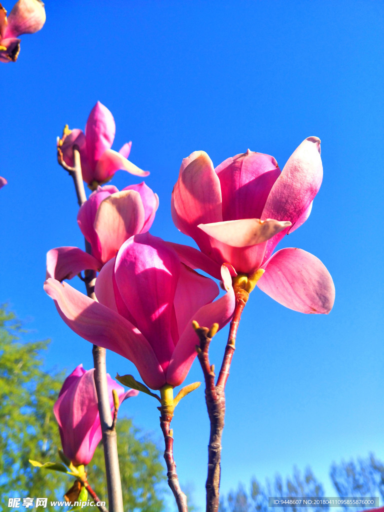 玉兰花