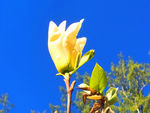 玉兰花