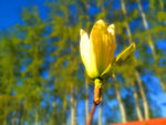 玉兰花