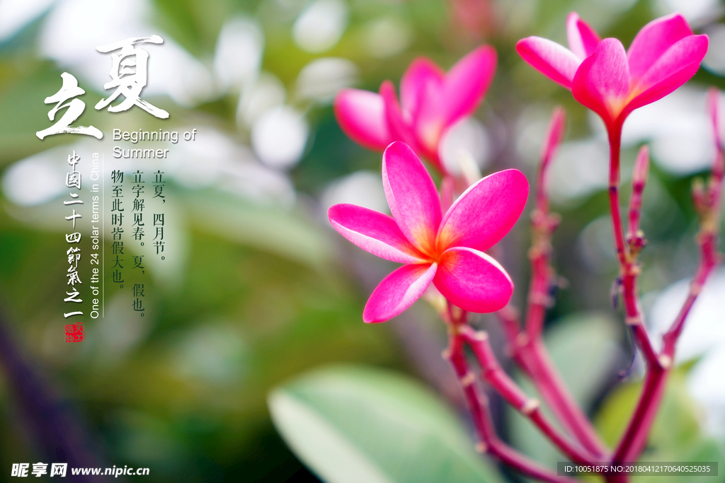 立夏花开