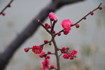 梅花