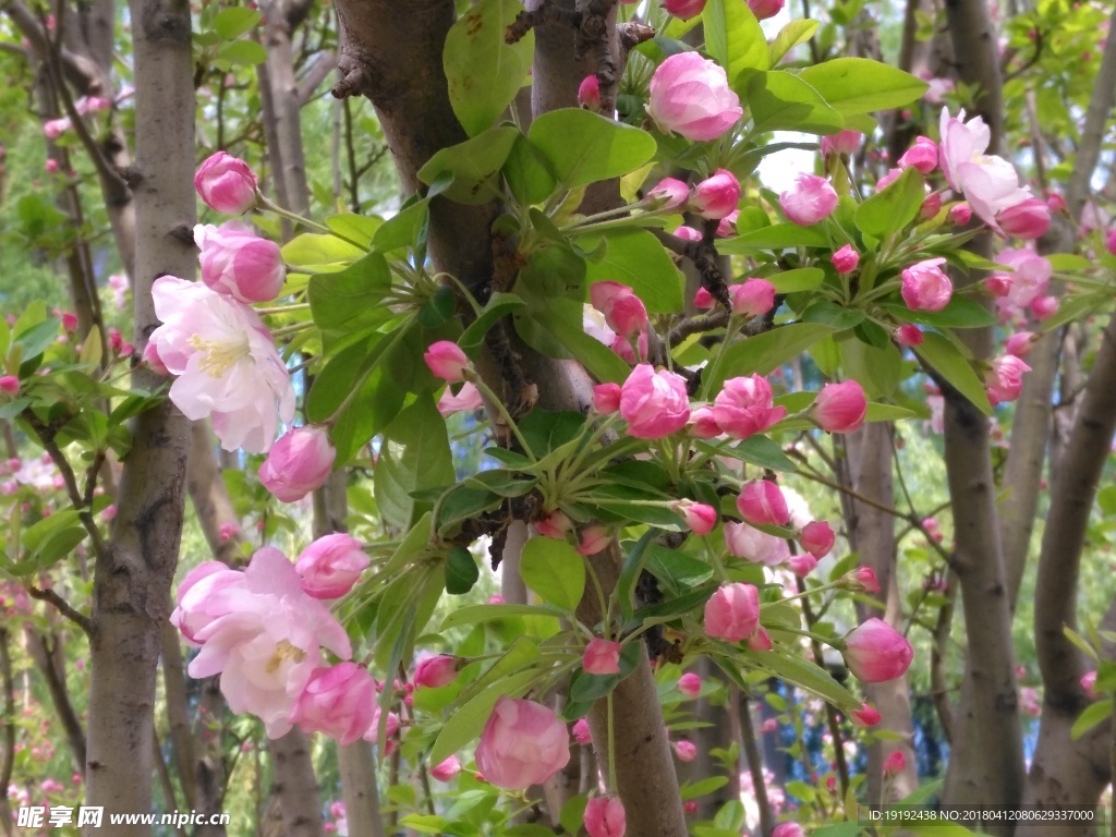 海棠花