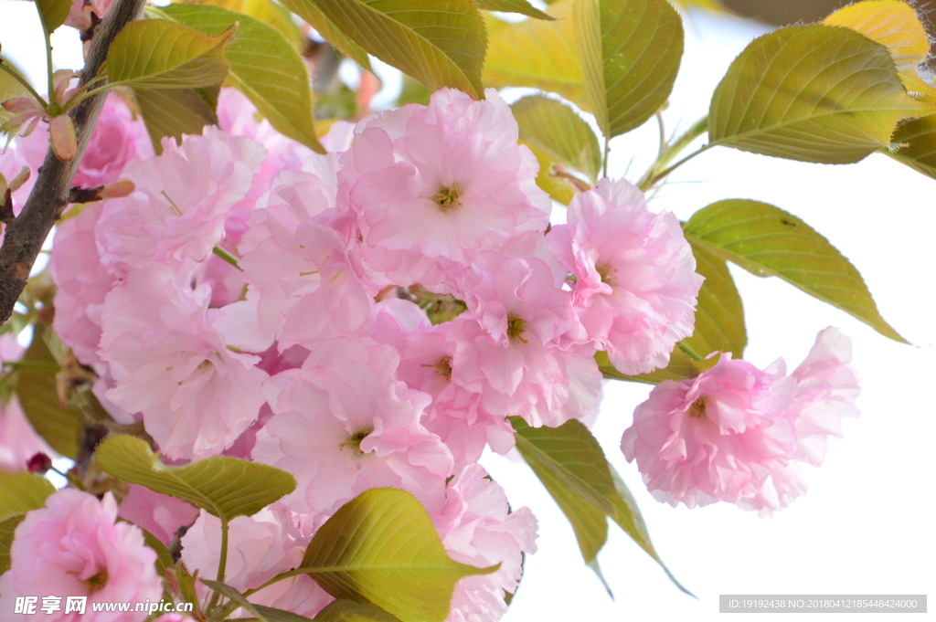 樱花