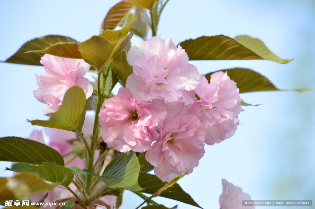 樱花