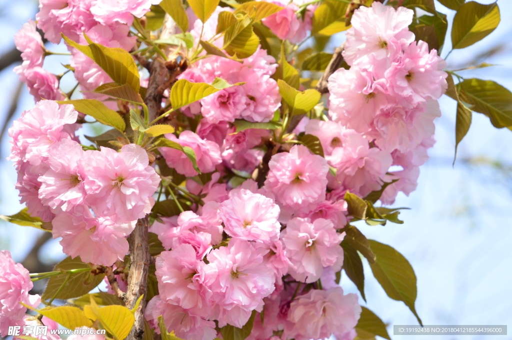 樱花
