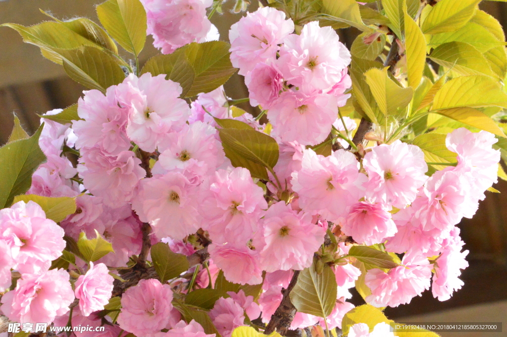 樱花