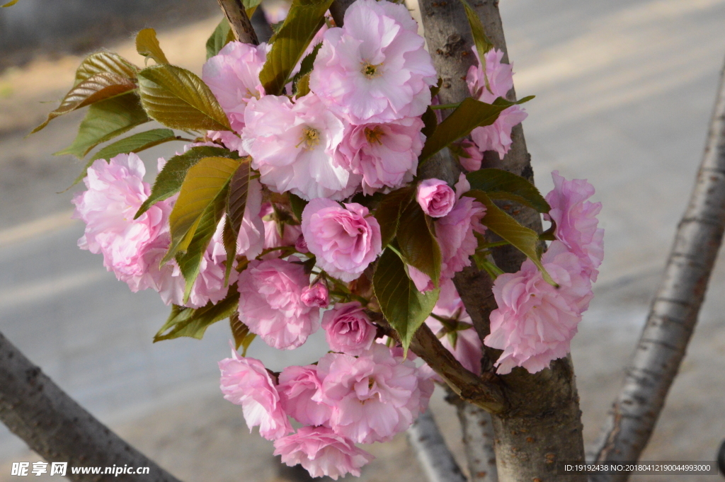 樱花