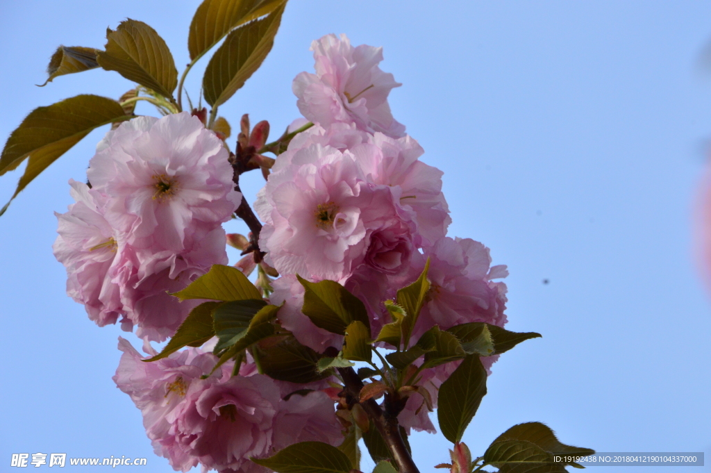樱花