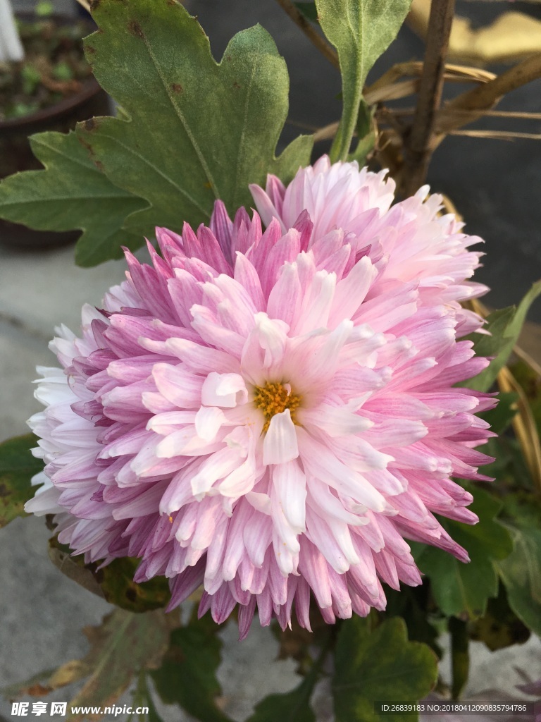 菊花