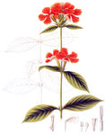 版画插图系列