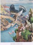 版画插图系列