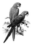 版画插图系列