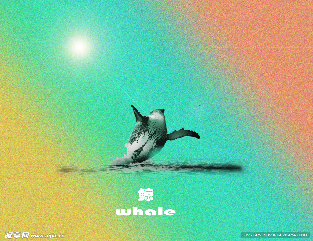 鲸鱼