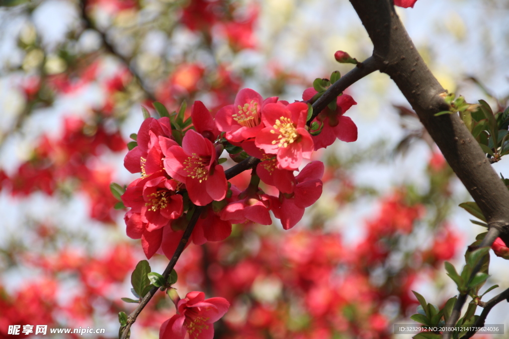 花