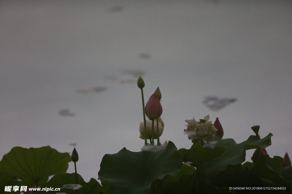 荷花