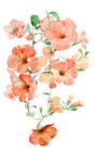 花朵