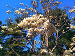 玉兰花