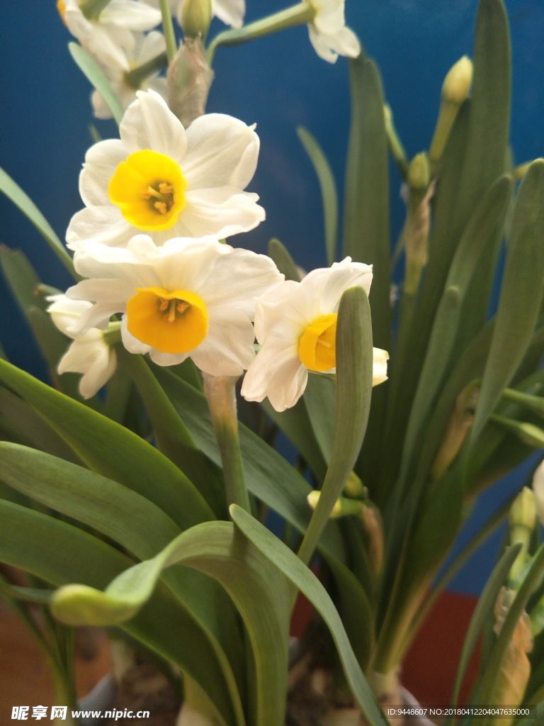 水仙花