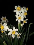 水仙花