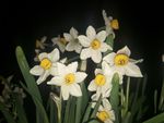 水仙花