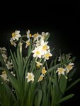 水仙花