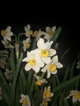 水仙花