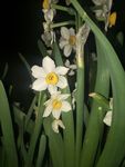 水仙花