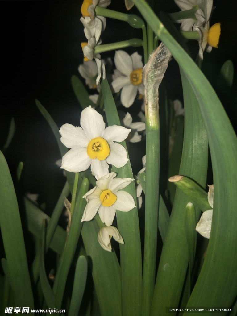 水仙花