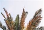 椰子树棕榈树