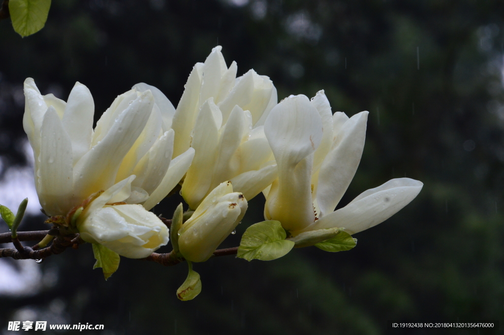 雨露玉兰花儿