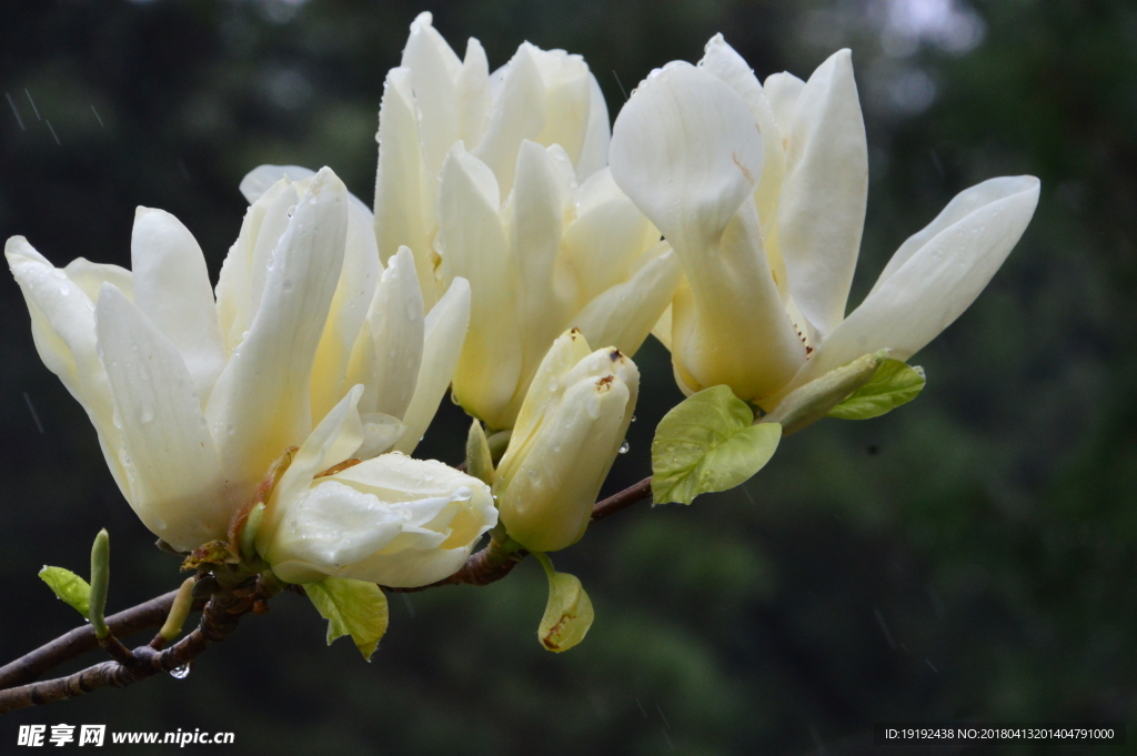 雨露玉兰花儿