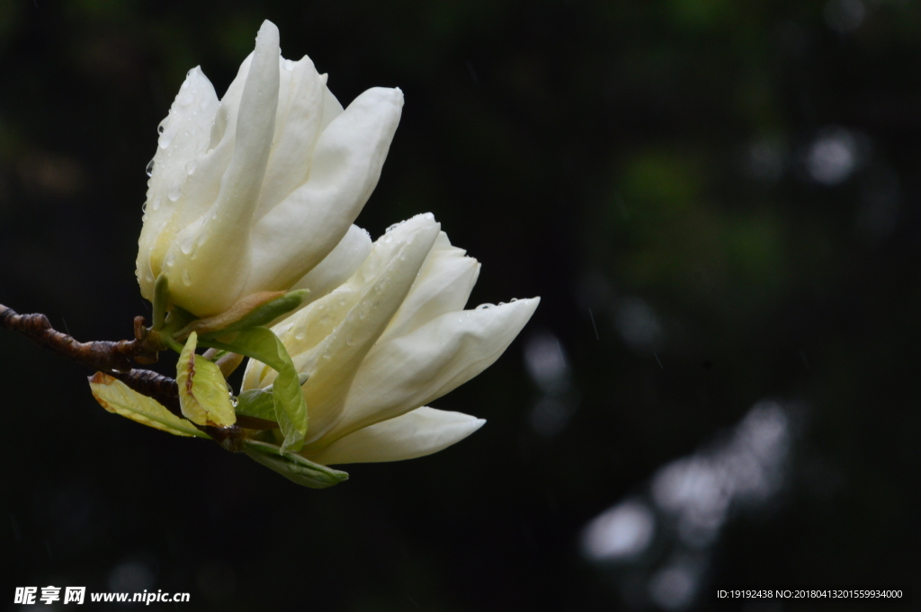 雨露玉兰花儿