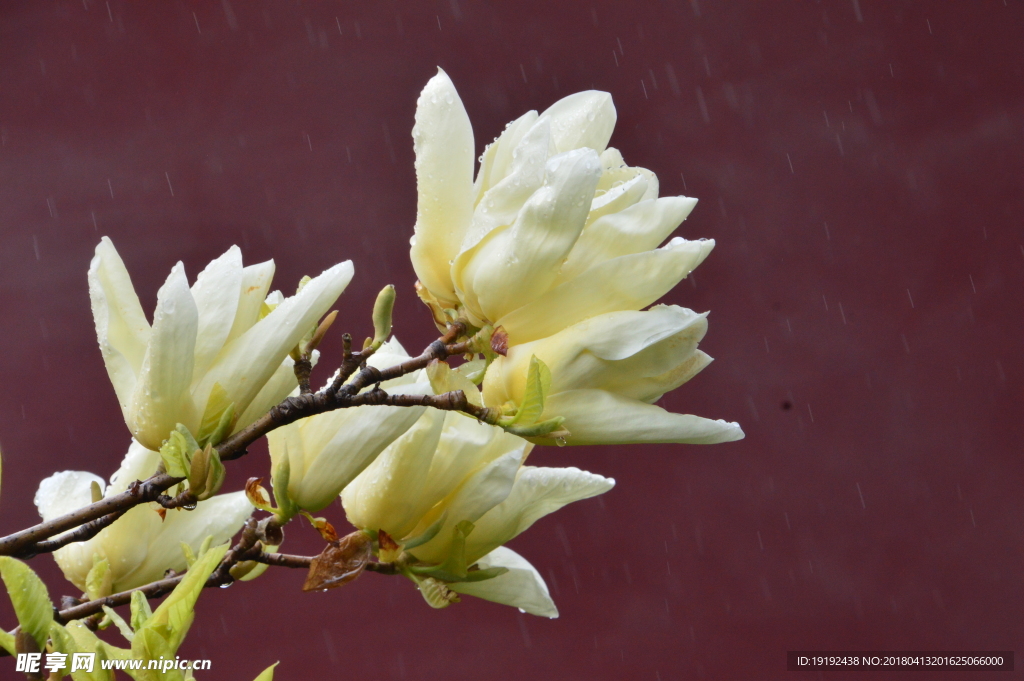 雨露玉兰花儿