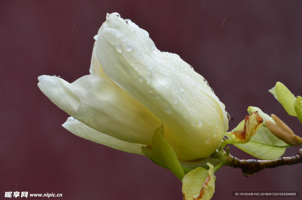 雨露玉兰花儿