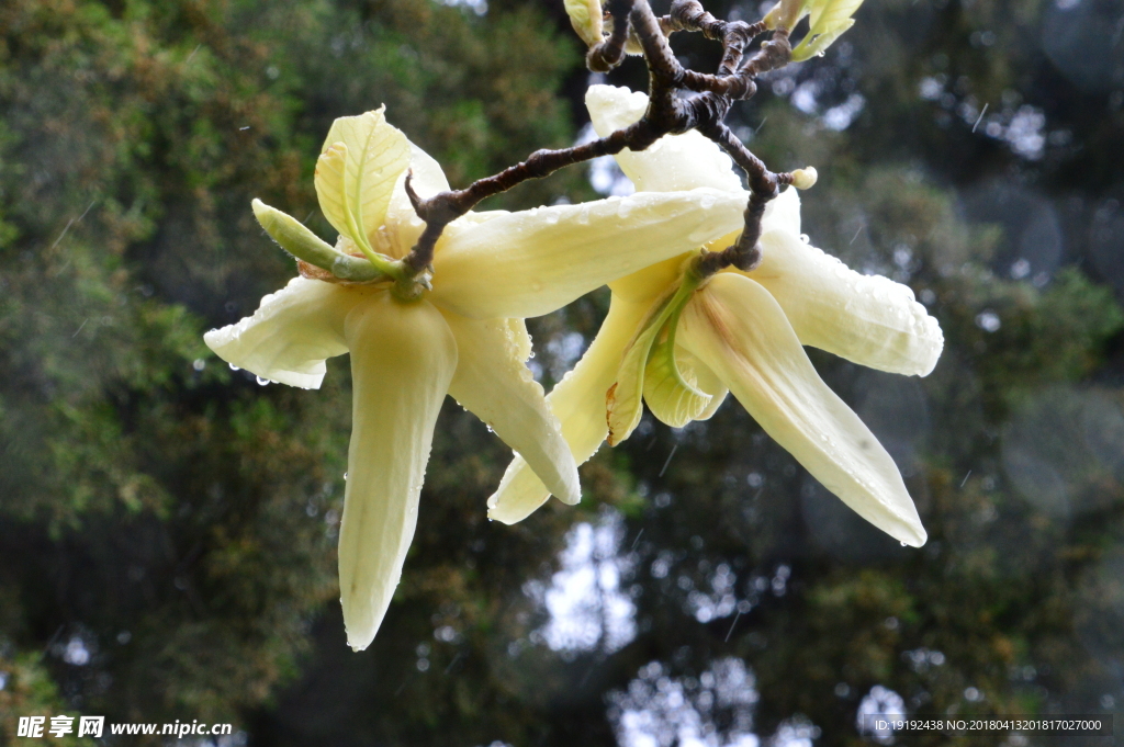 雨露玉兰花儿